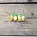 Frøpose med White Soul hvide alpine jordbærfrø fra Piccolo Seeds – naturlig mutation med tropisk smag af guava og ananas