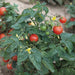 Frøpose med Tiny Tim cherrytomatfrø fra Piccolo Seeds – kompakt dværgsort med klaser af røde kirsebærtomater