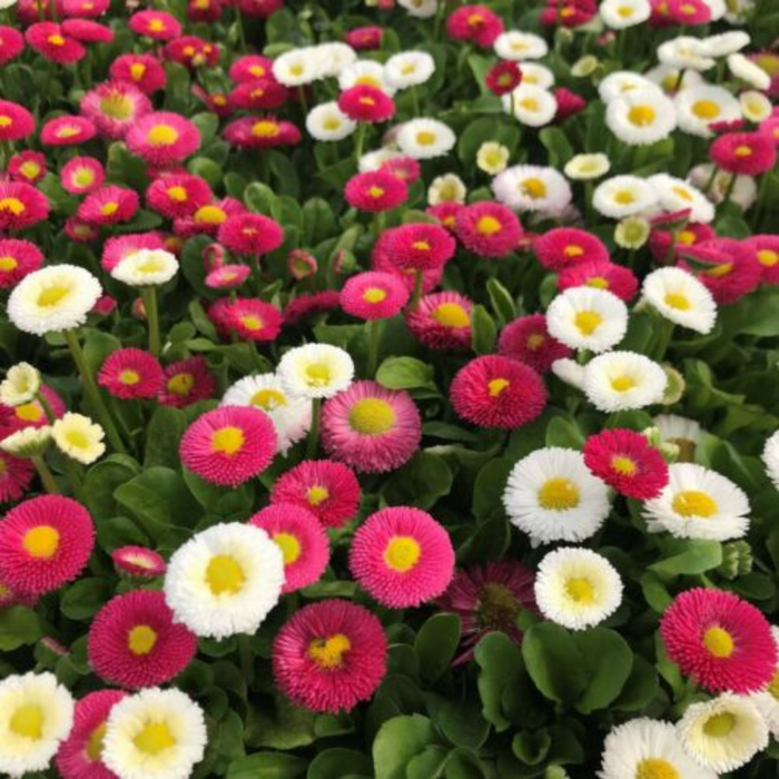Frøpose med engelsk tusindfryd Pomponette Mix fra Piccolo Seeds – dobbelte blomster i rødt, pink og hvidt