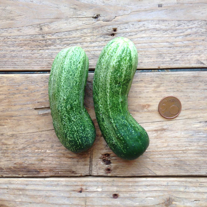 Frøpose med Spacemaster agurkefrø fra Piccolo Seeds