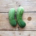 Frøpose med Spacemaster agurkefrø fra Piccolo Seeds